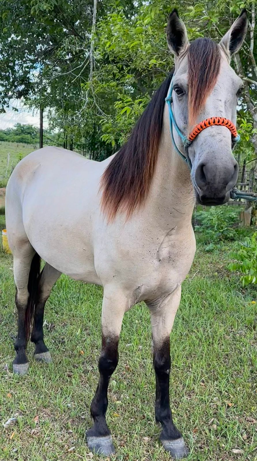 Foto de Chulo 