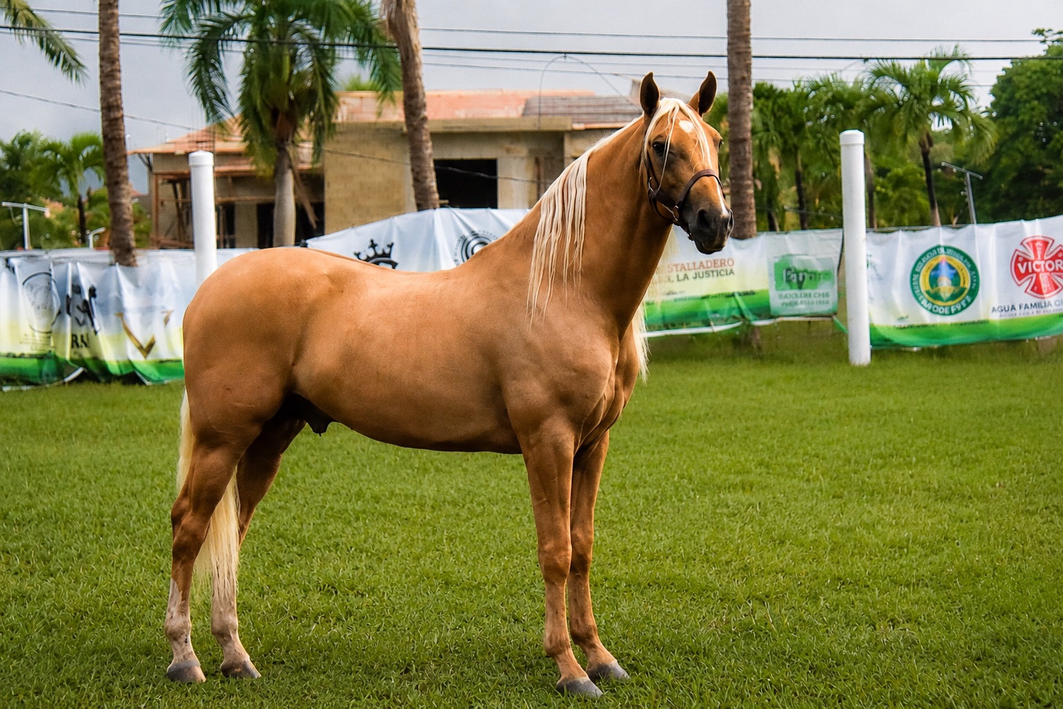 Centauro de papin