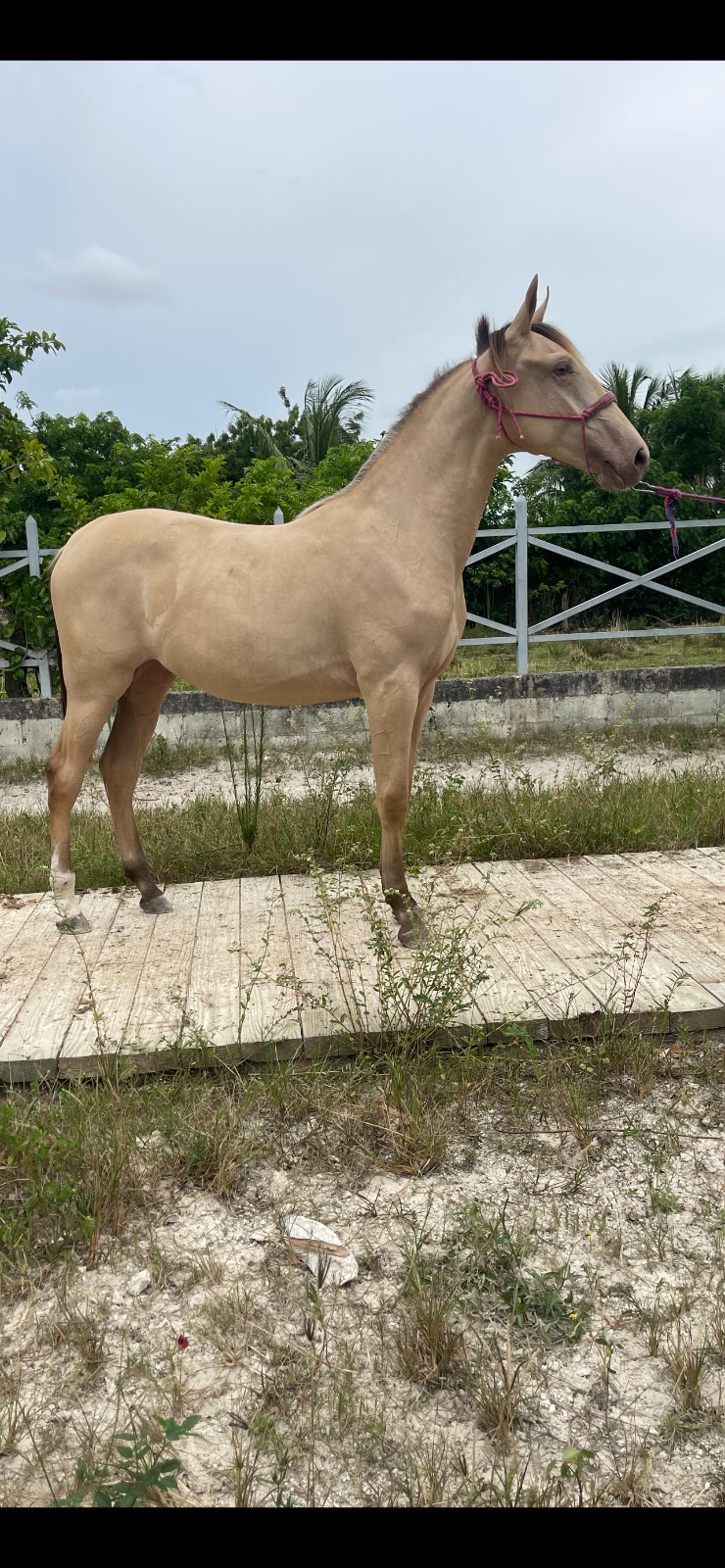 La diva