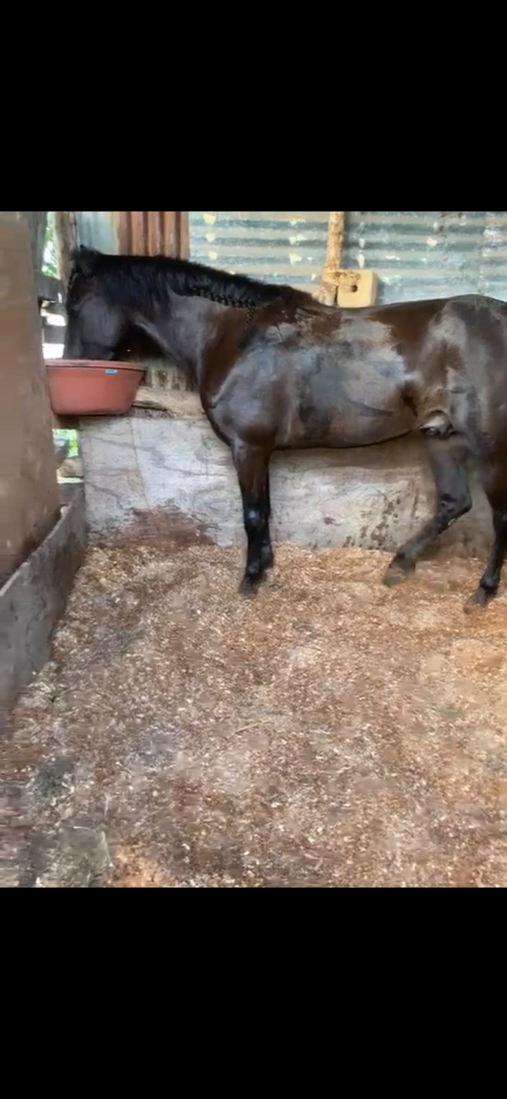 El rayo