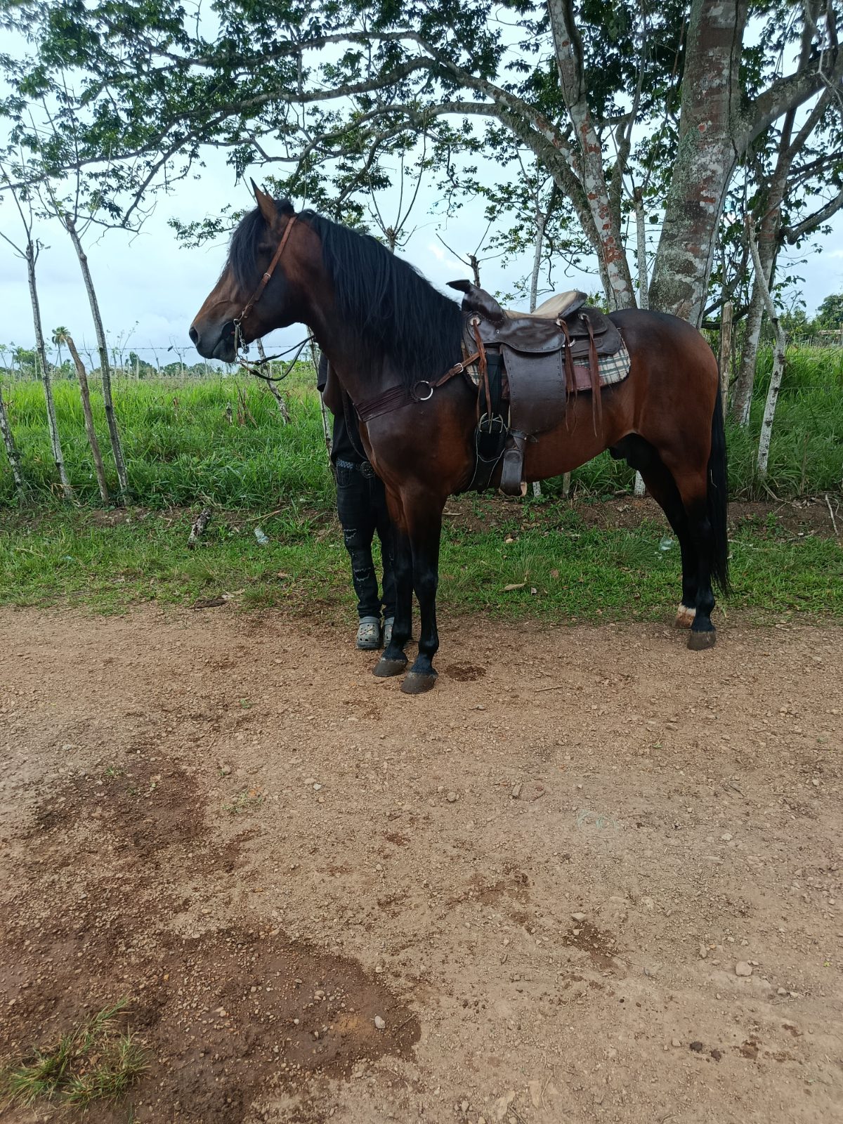 Tesoro de pandora