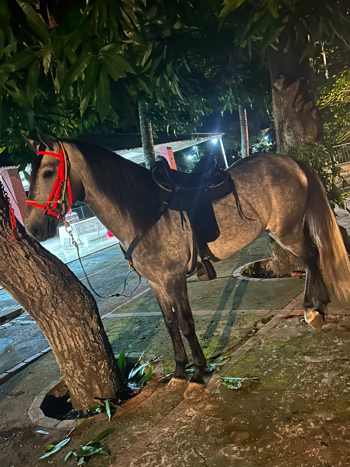 Casanova De Cupido