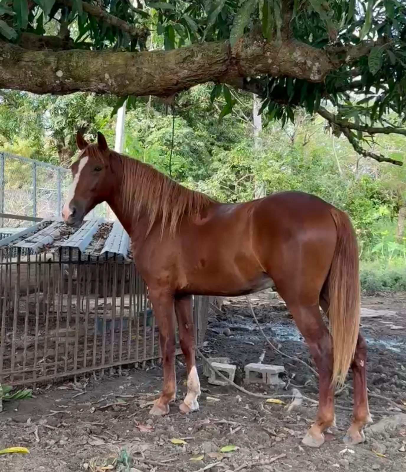 Foto de Rubi de hacienda TG