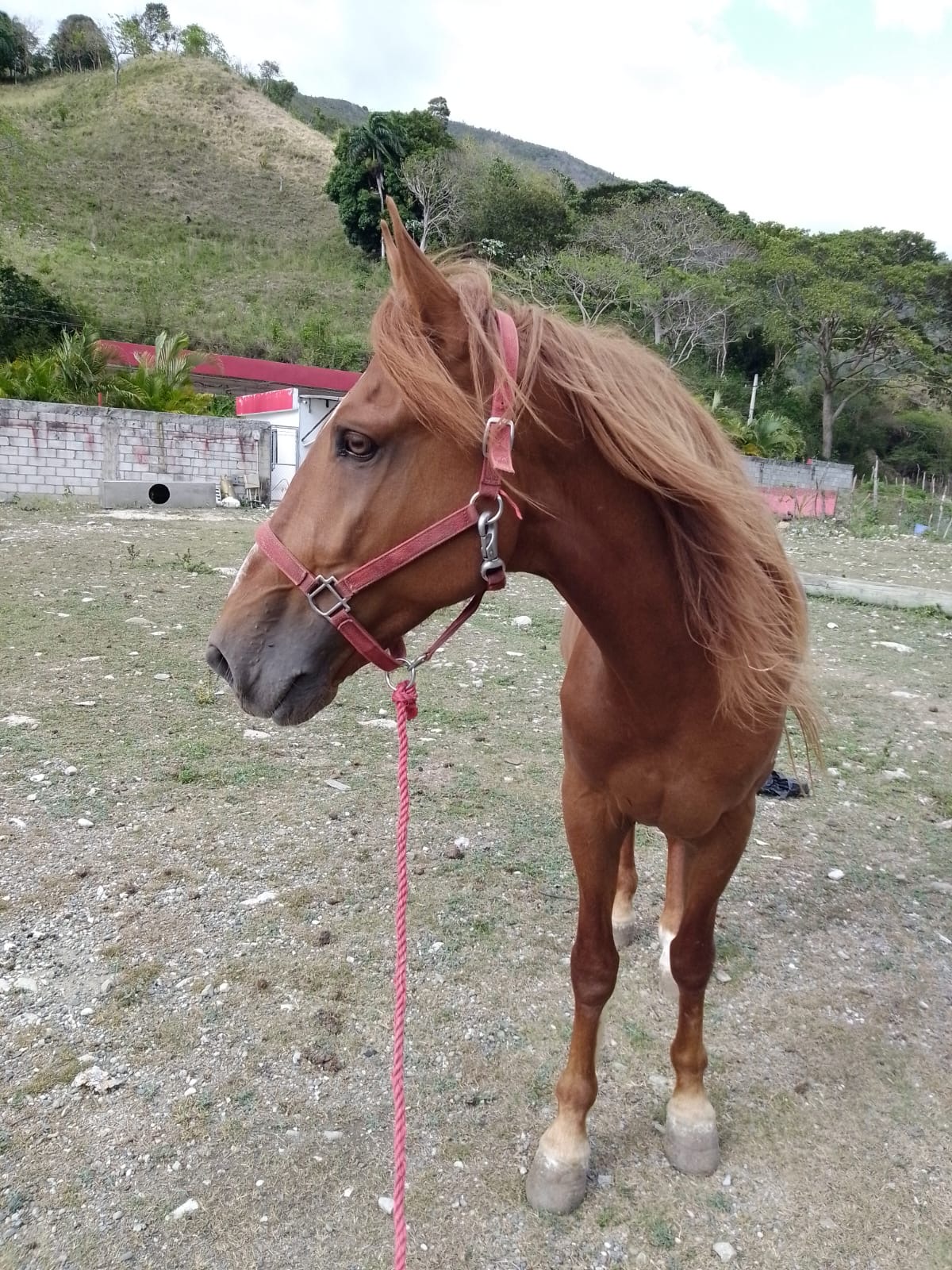 Aventurero de Ostall 