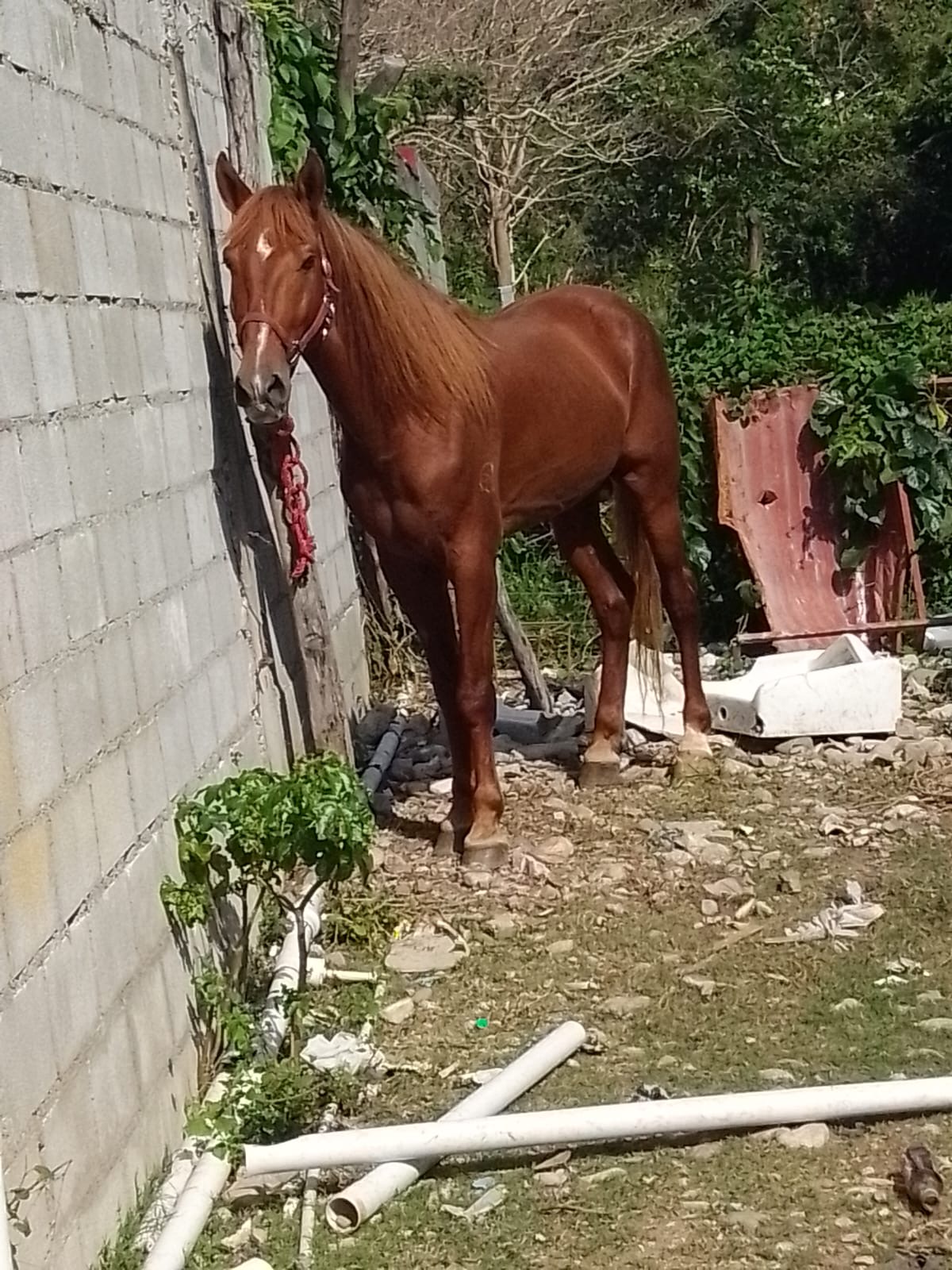 Aventurero de Ostall 