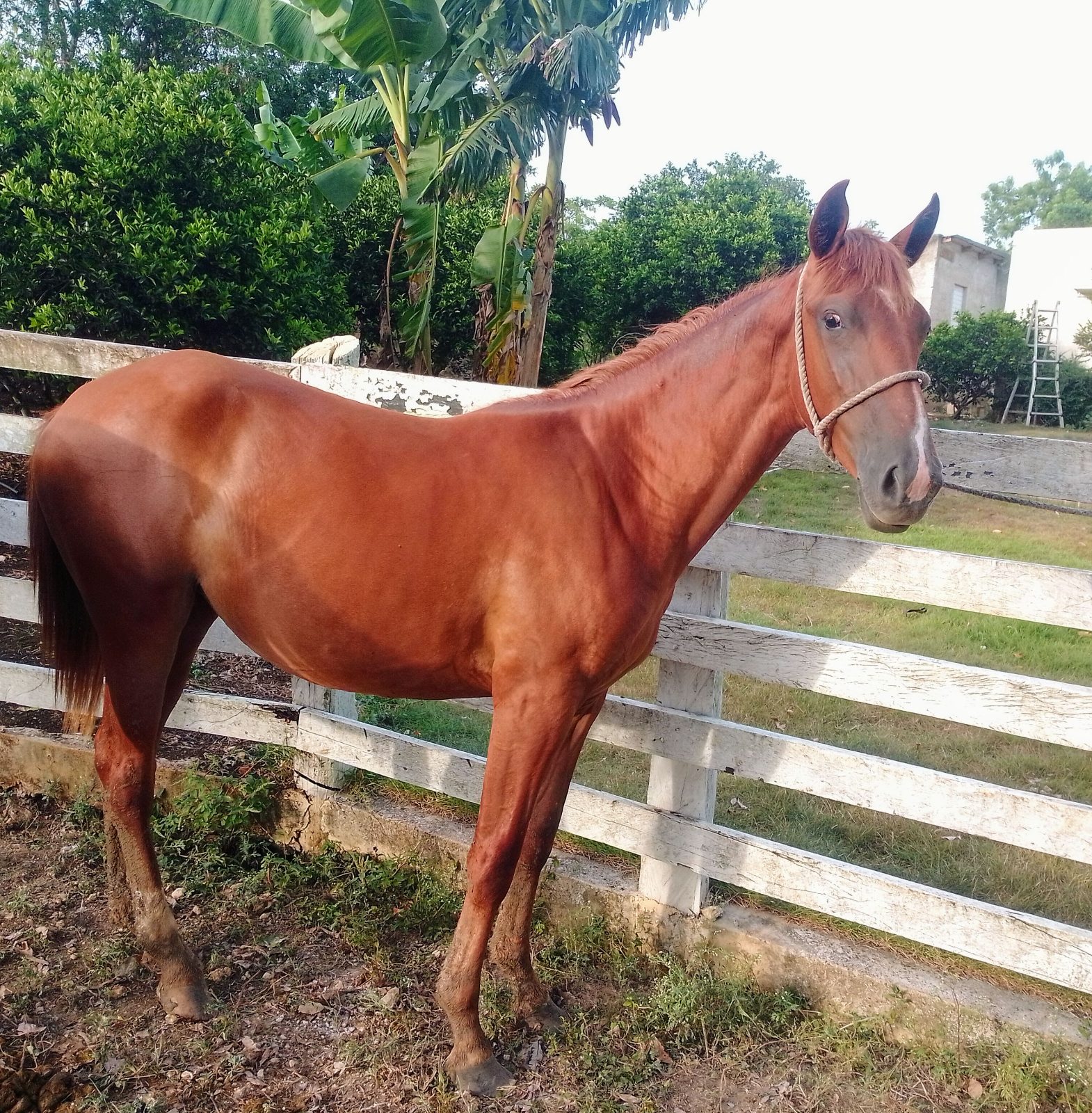 GITANA 
