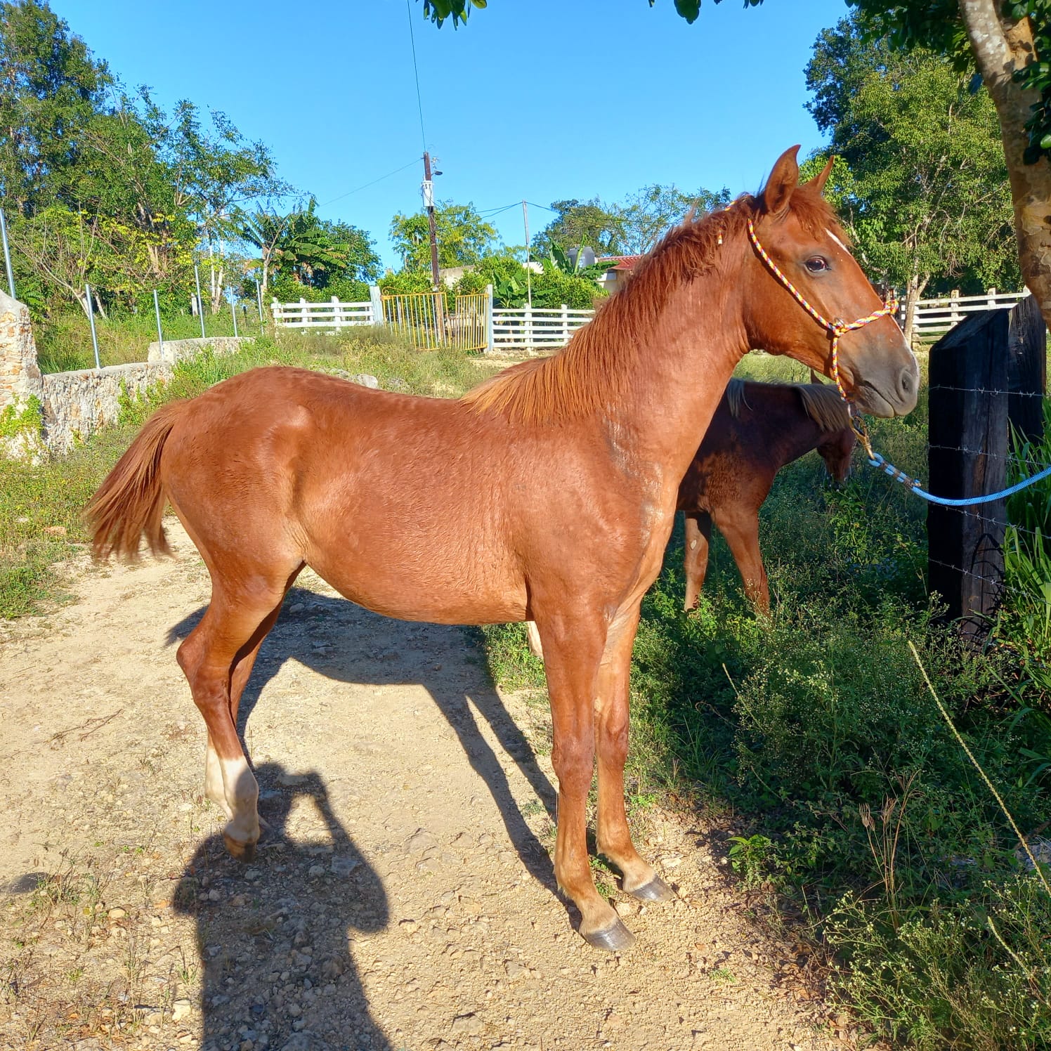 GITANA 