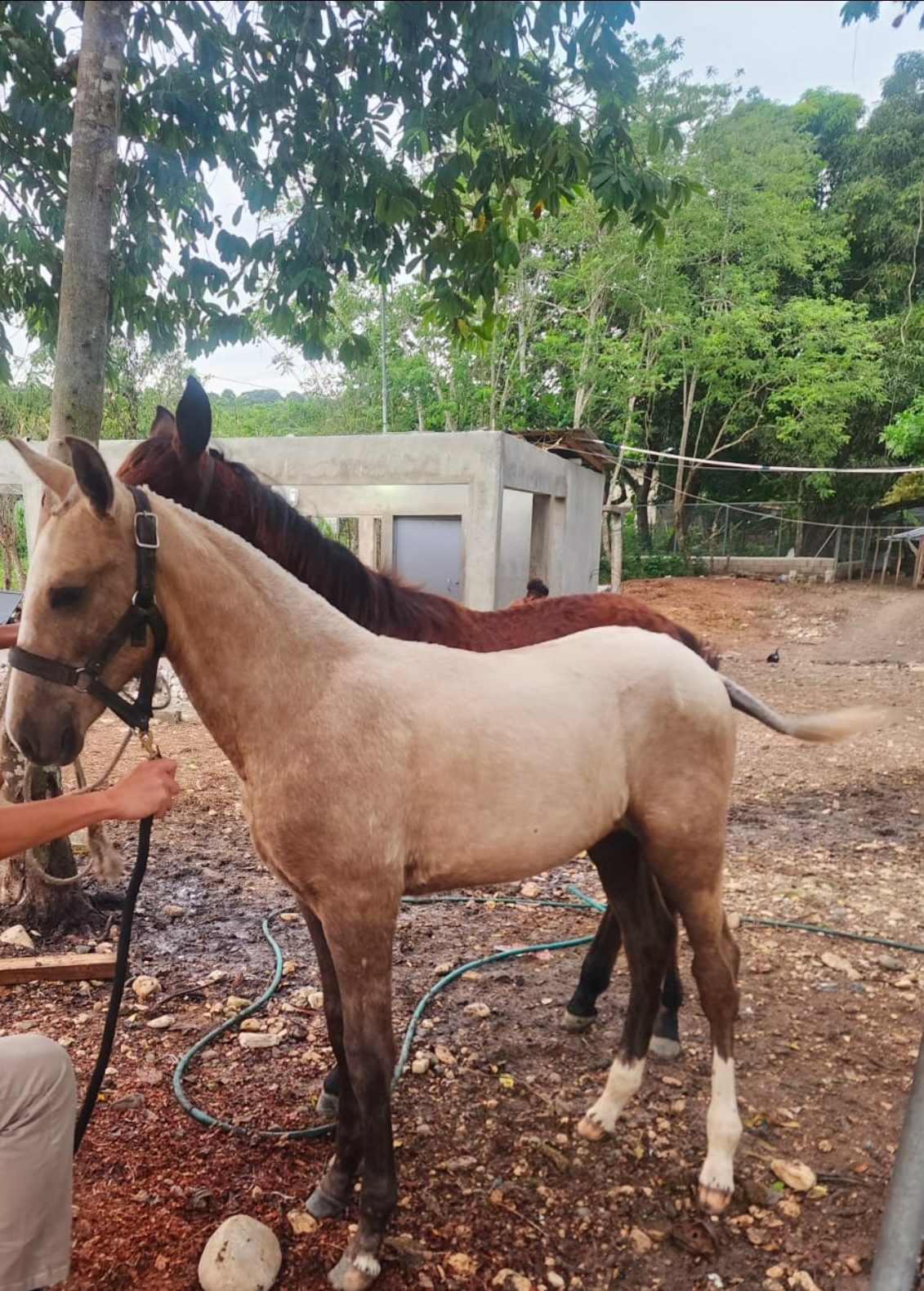 Foto de Tormento de hacienda TG