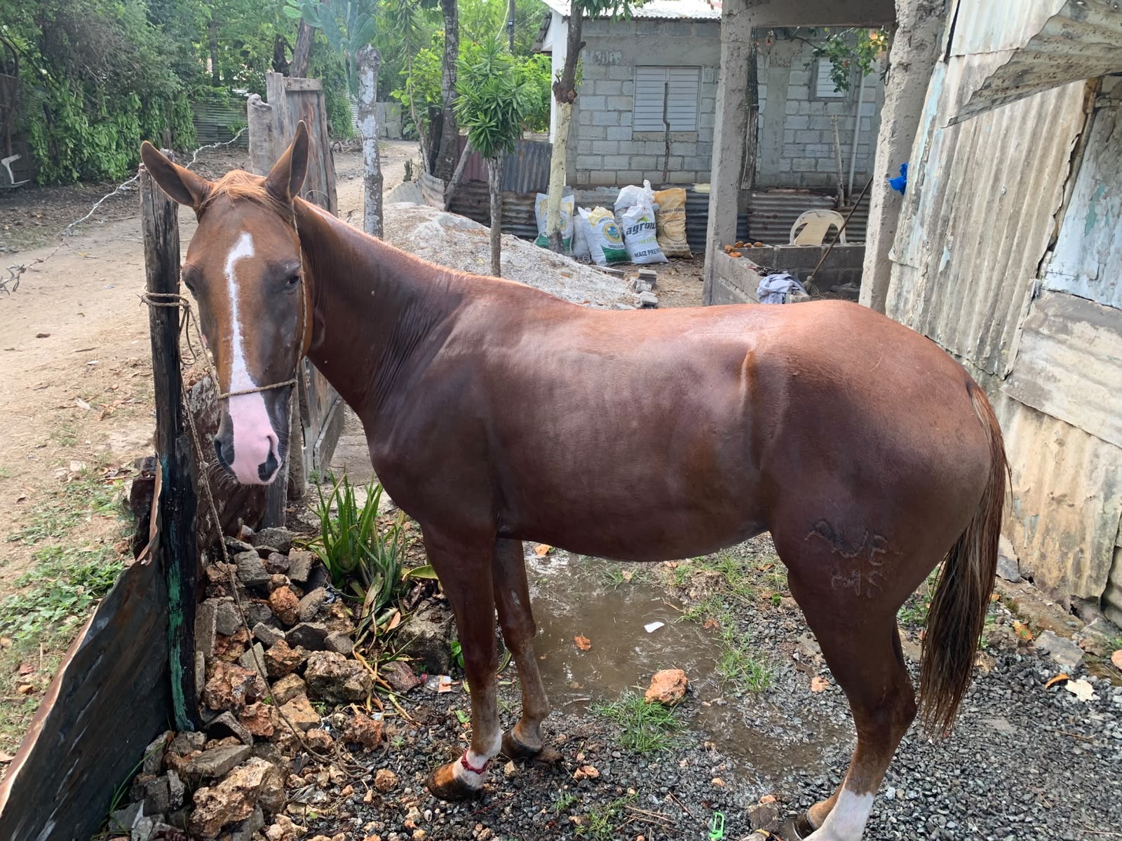 La caprichosa 