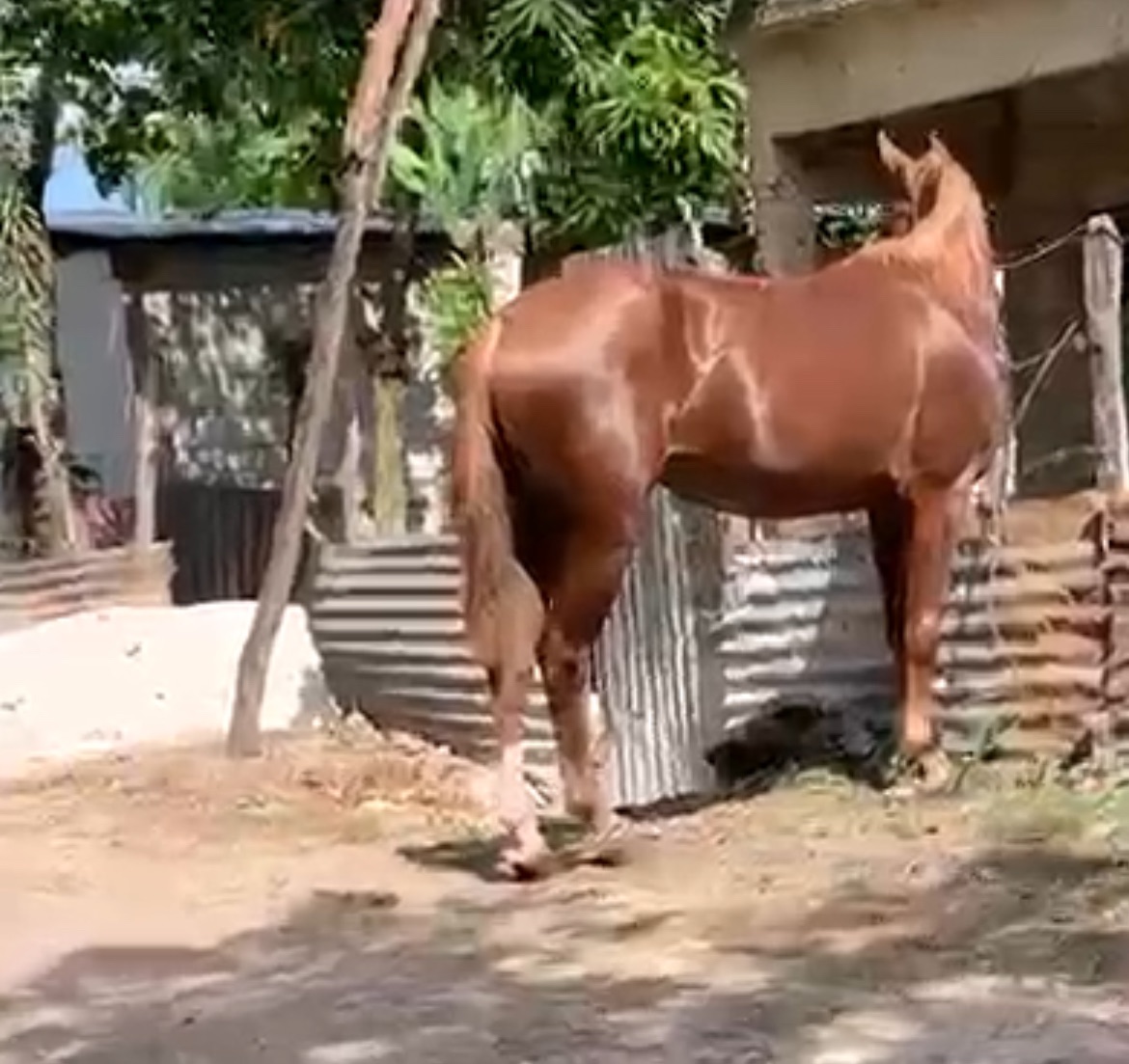 La caprichosa 
