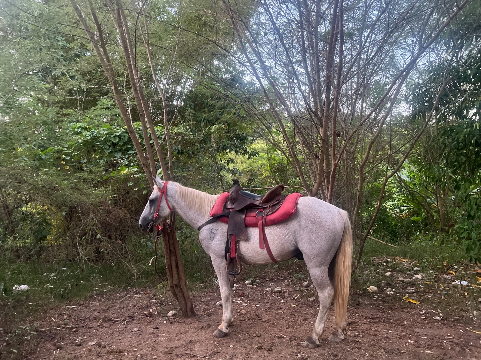 Cariño 