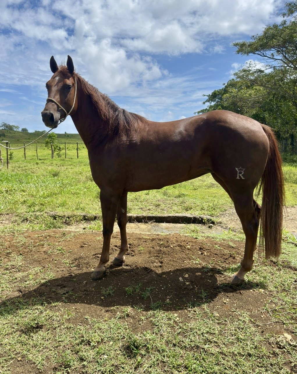 Foto de RDR Rowdy Loaded “Gennie”