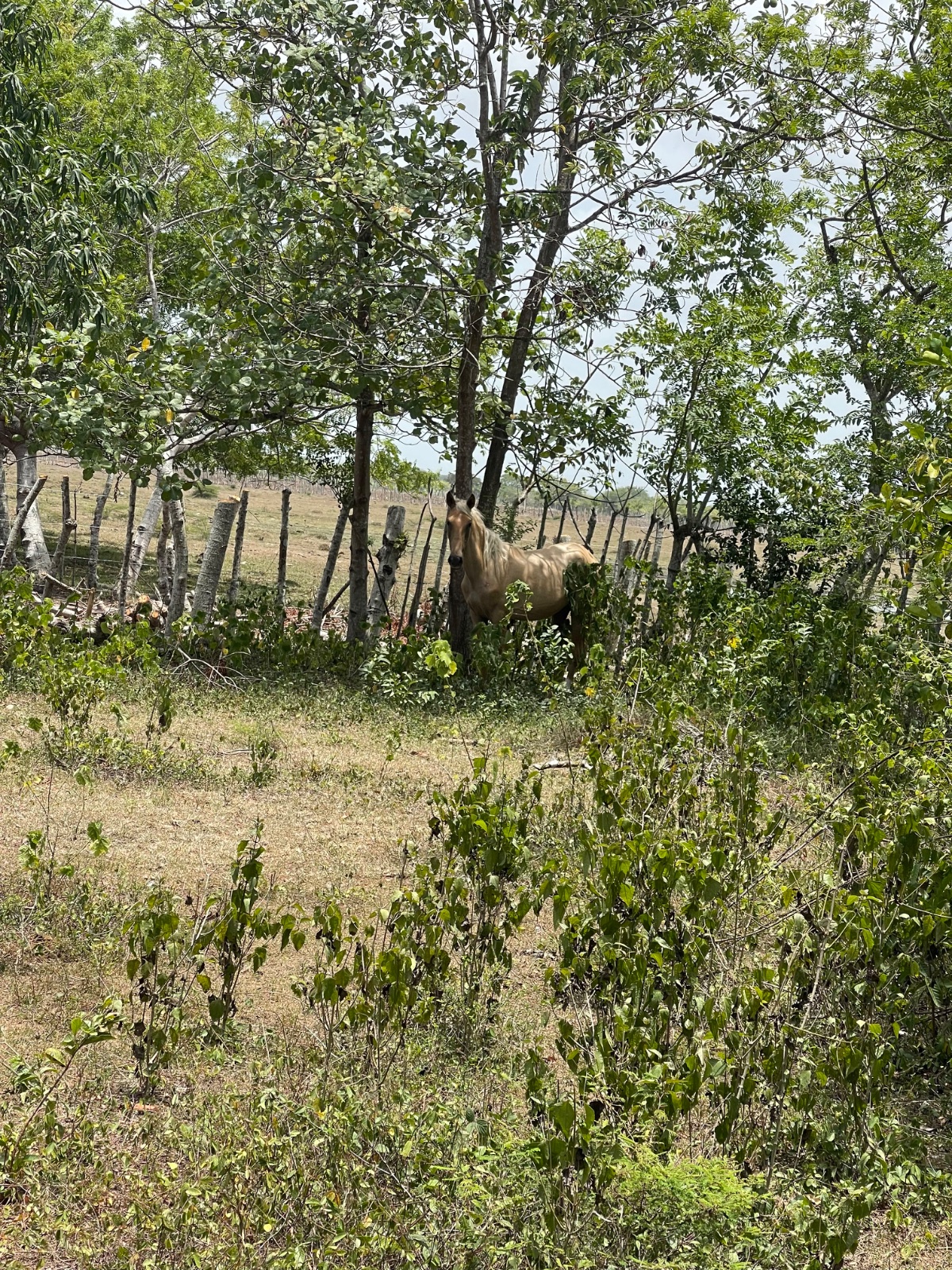 Zafiro 