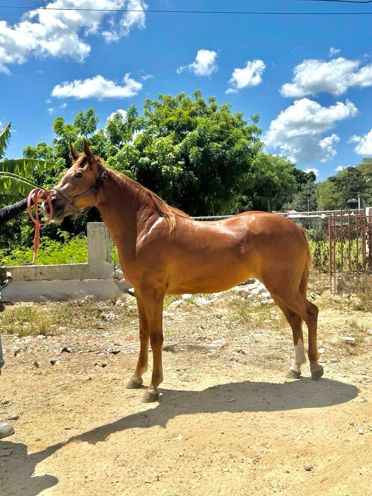 La Chiqui