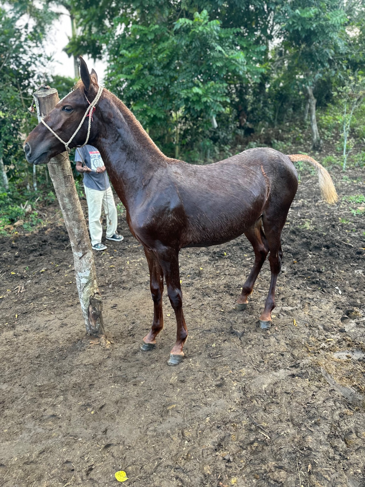 Foto de Zafi de AS