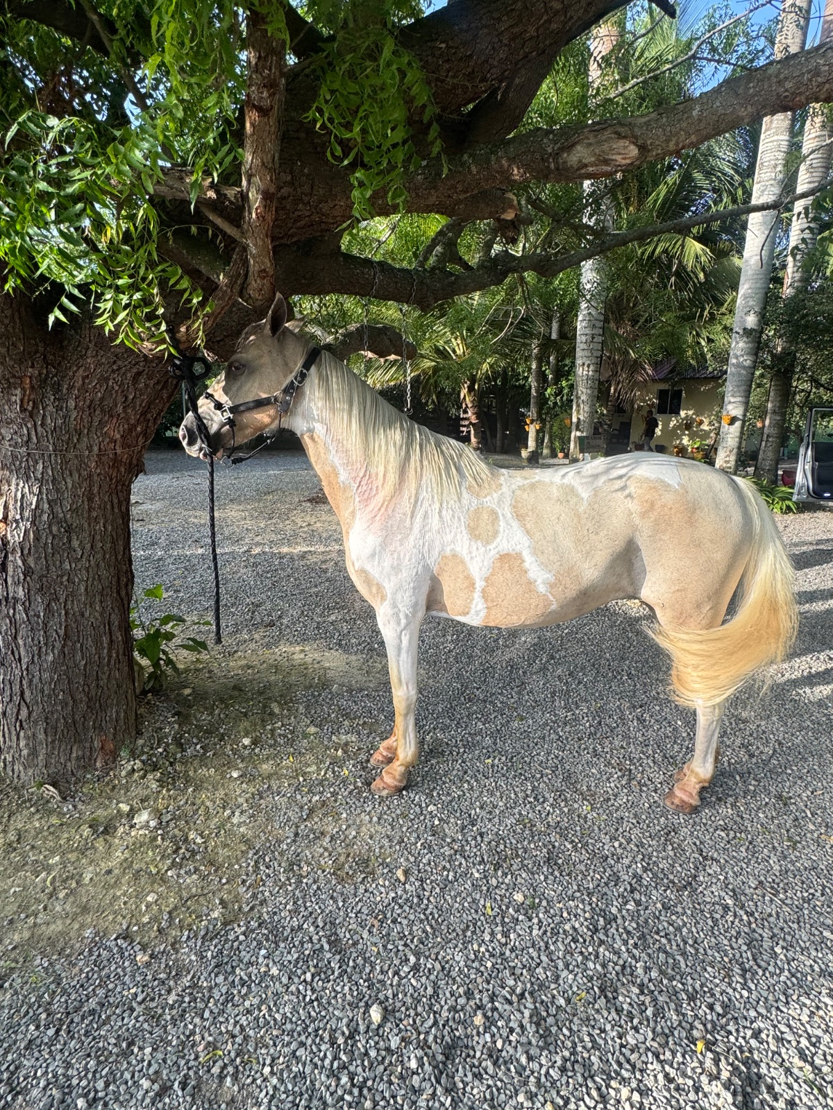 Paloma