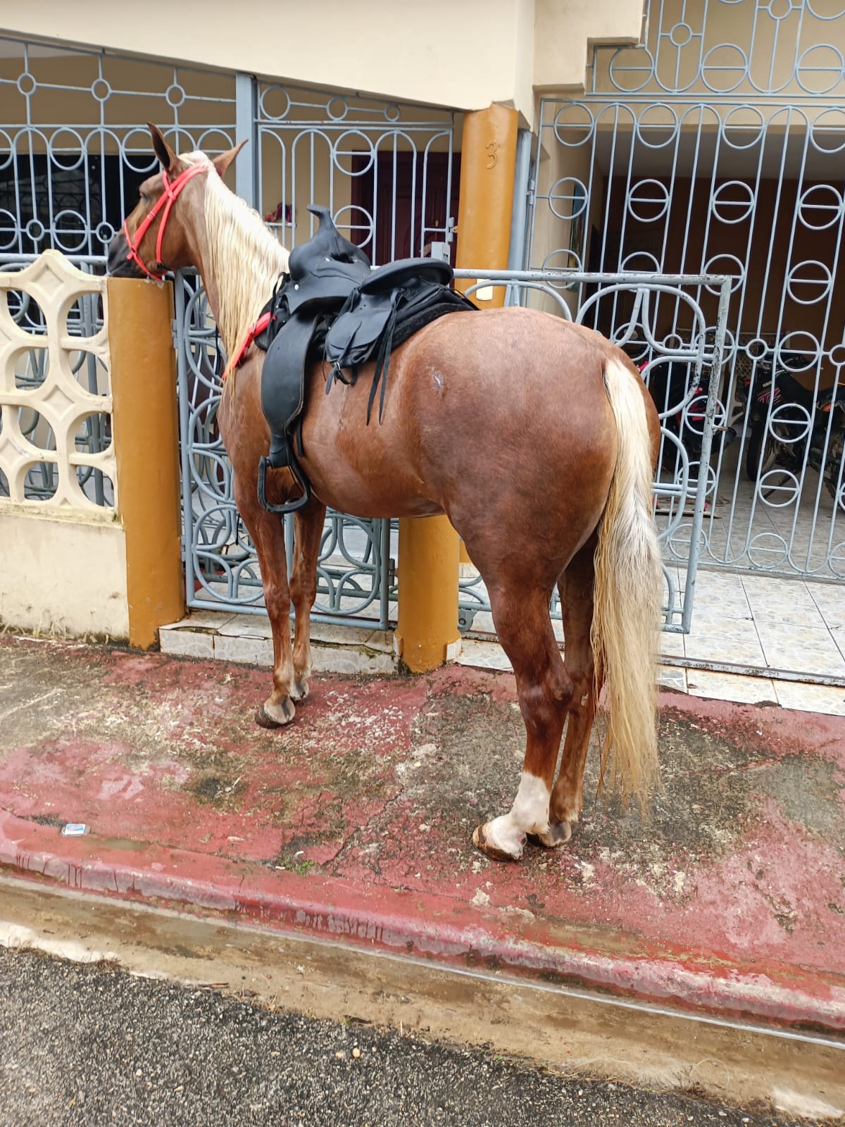 Alegria de gitano