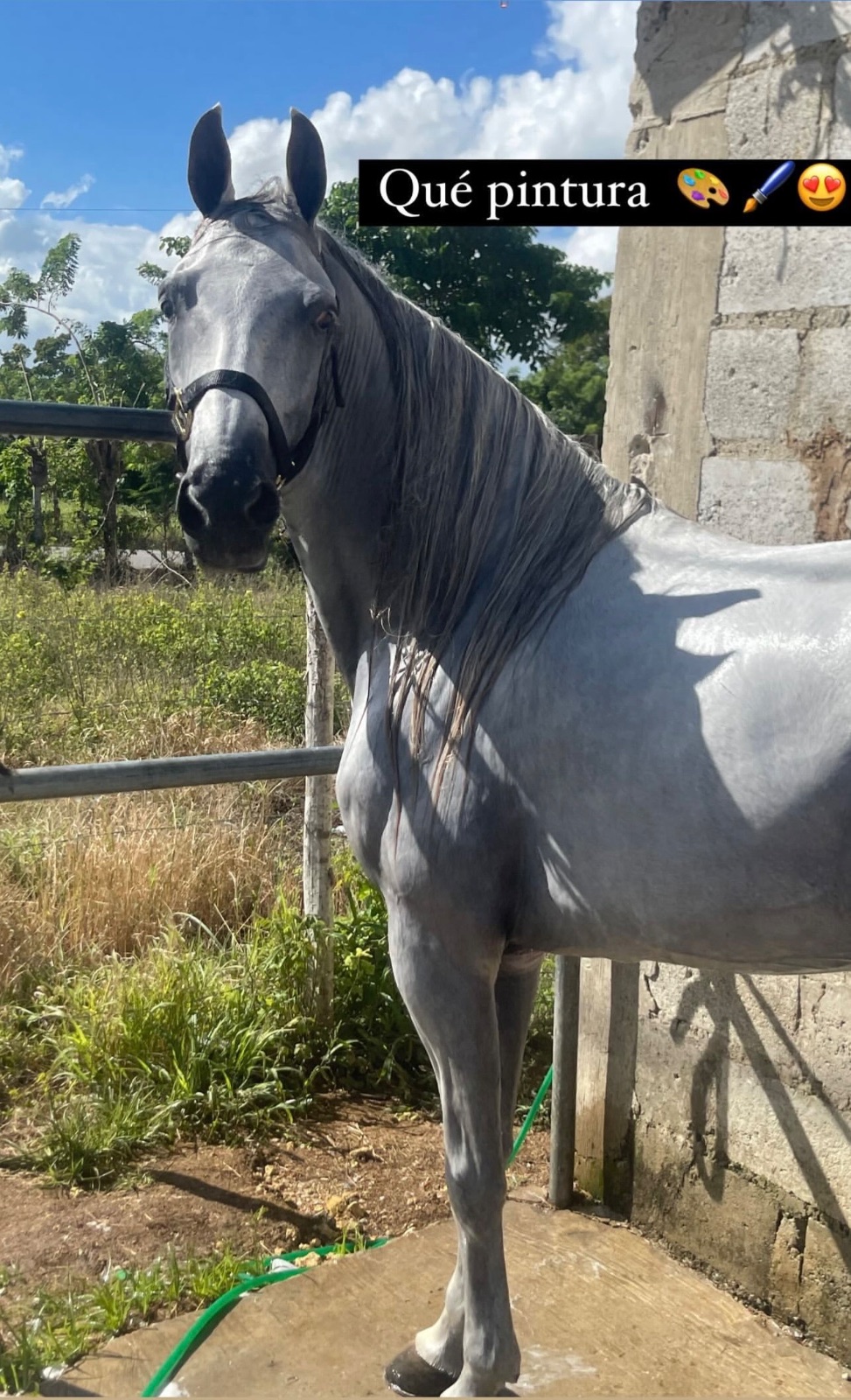 Divino de HH