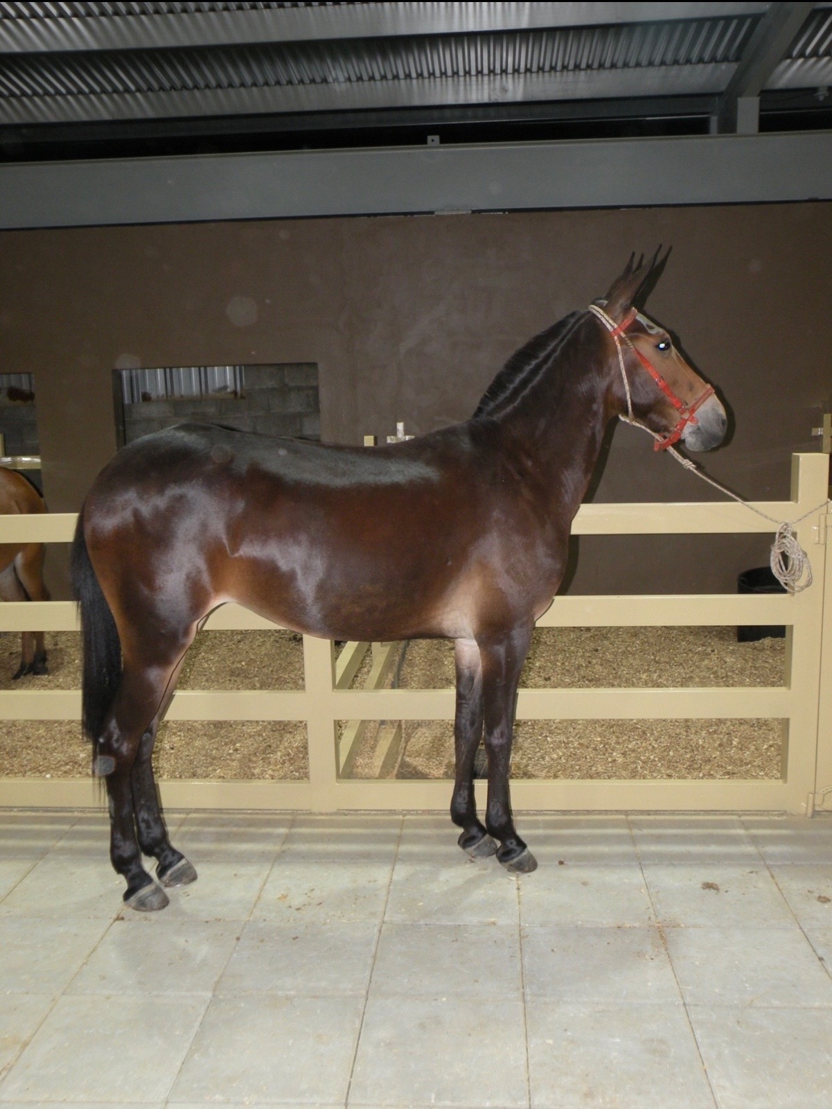 Encantada