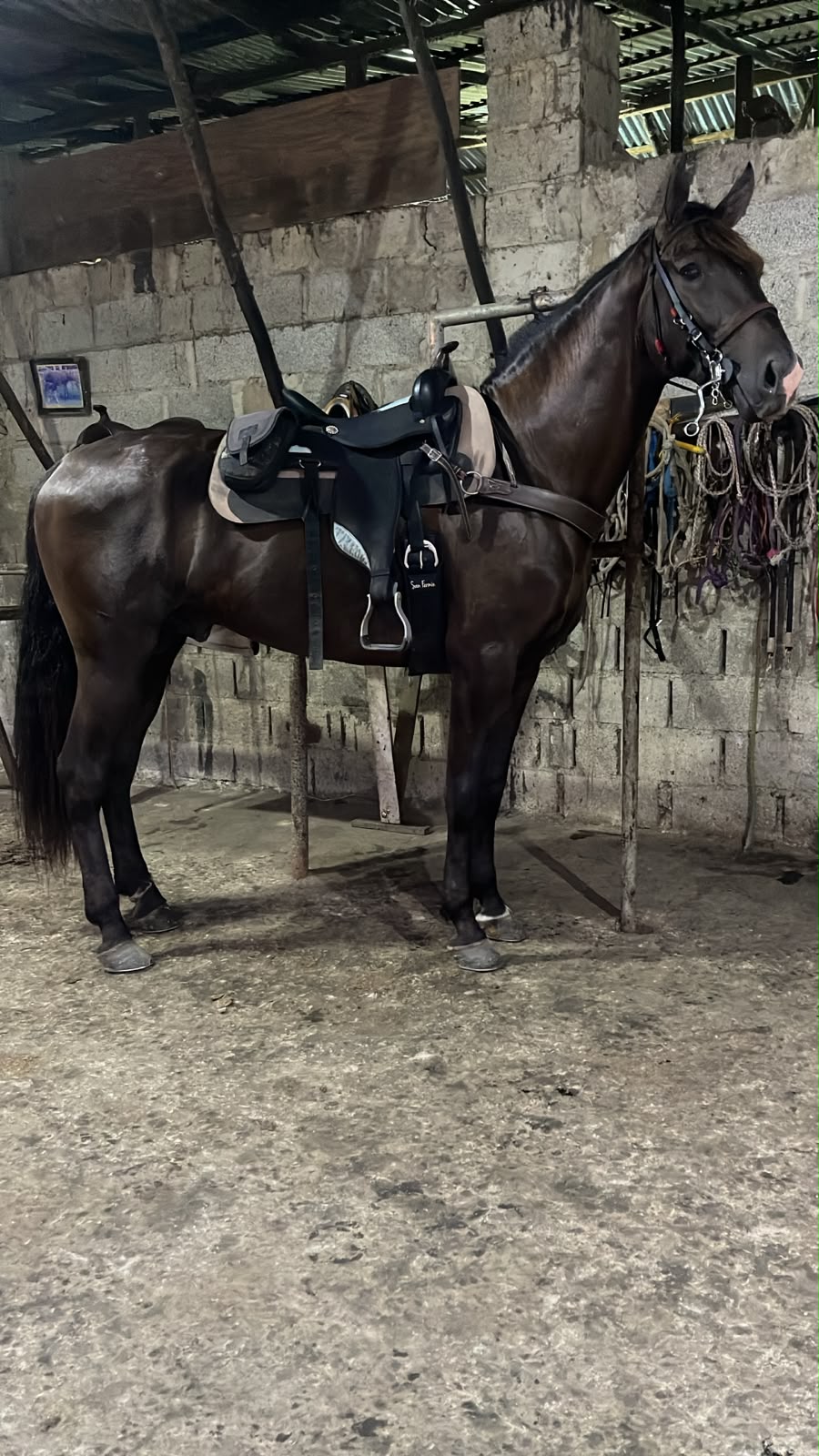 Parrandero de gran kali