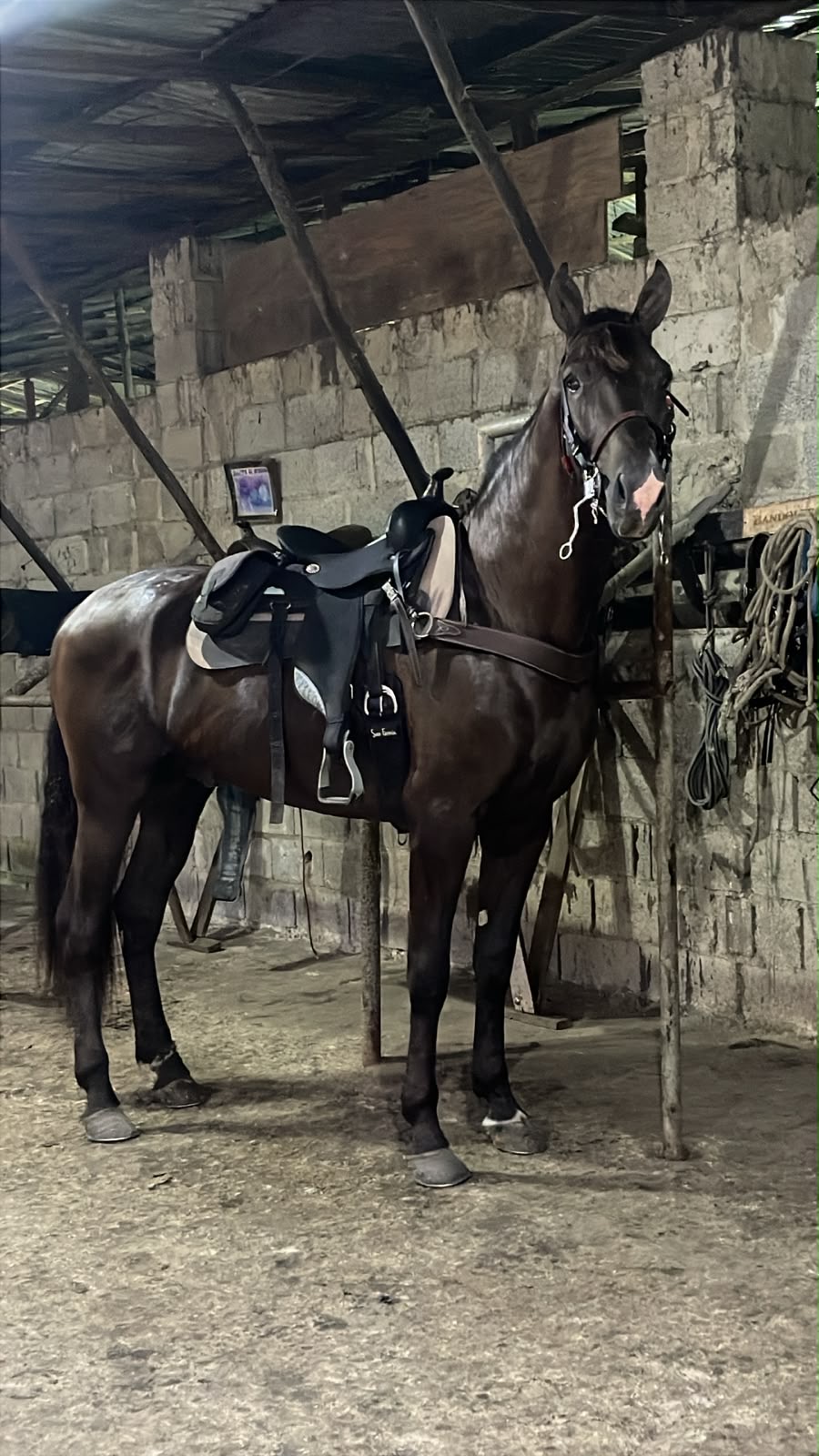 Parrandero de gran kali