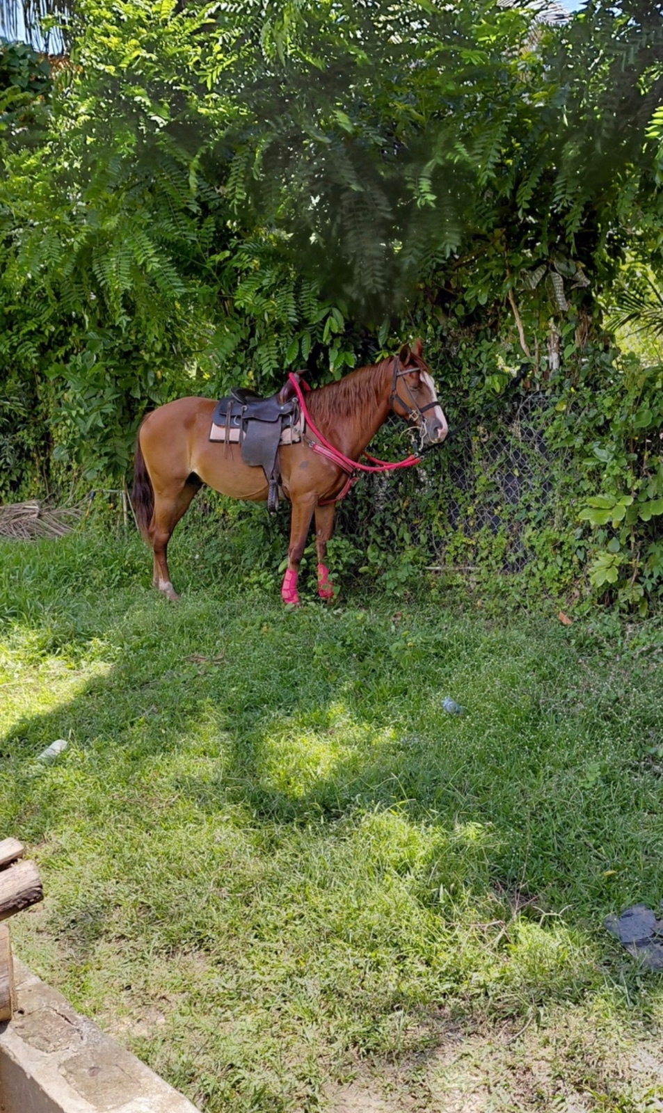 gavilan 