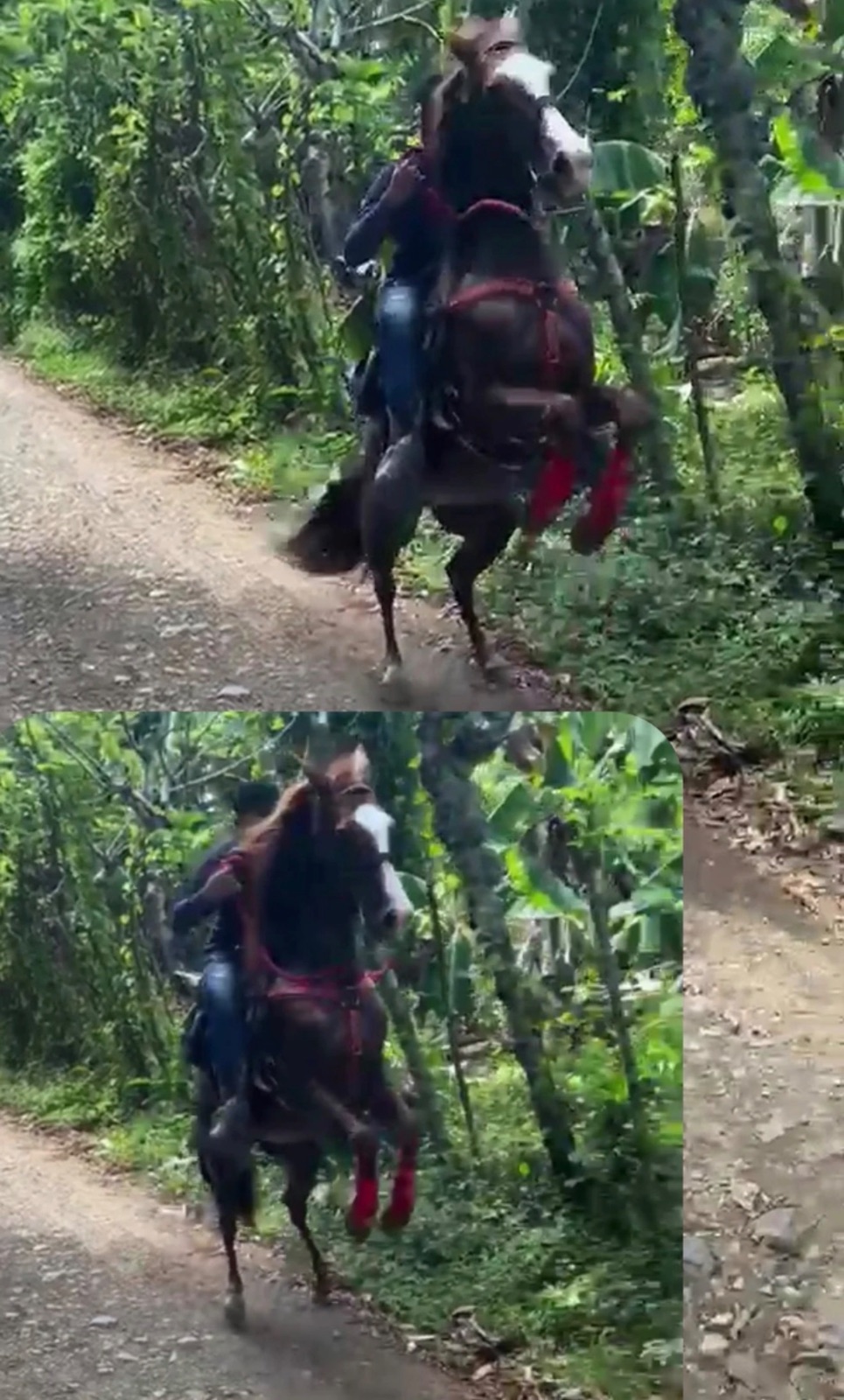 gavilan 