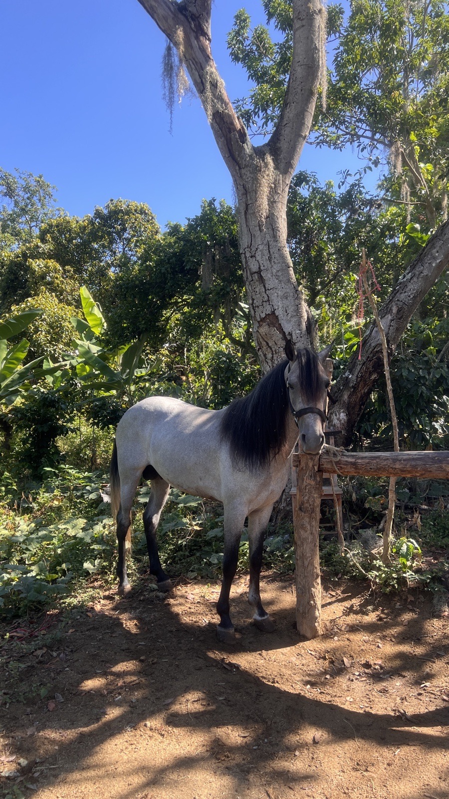 Piquin