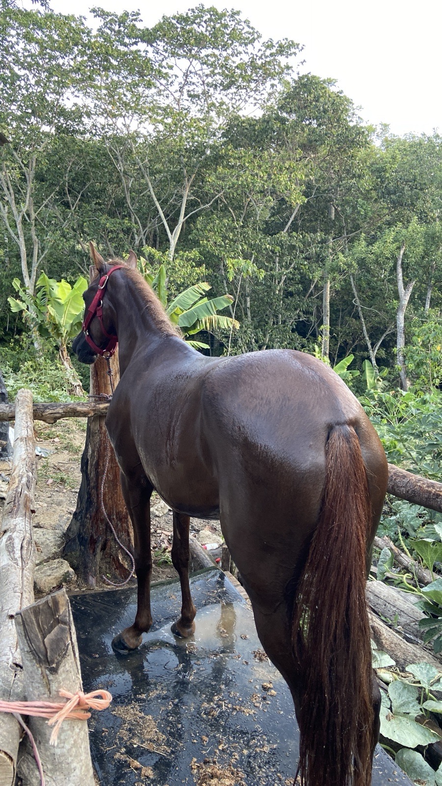 doña mecho del palmar
