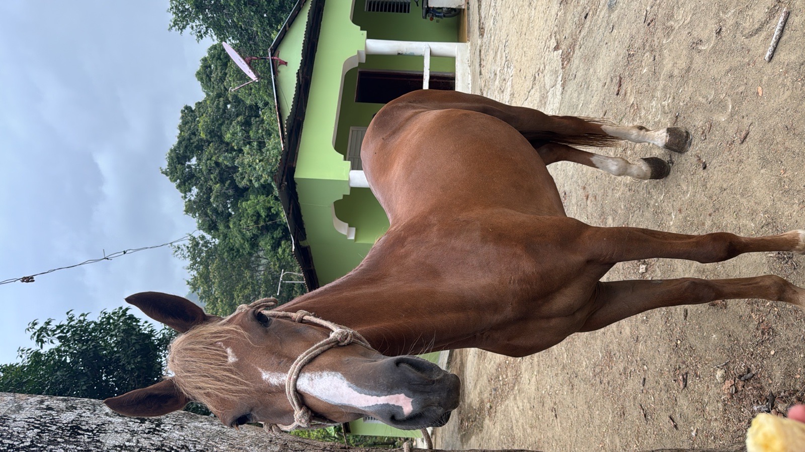 Atenea