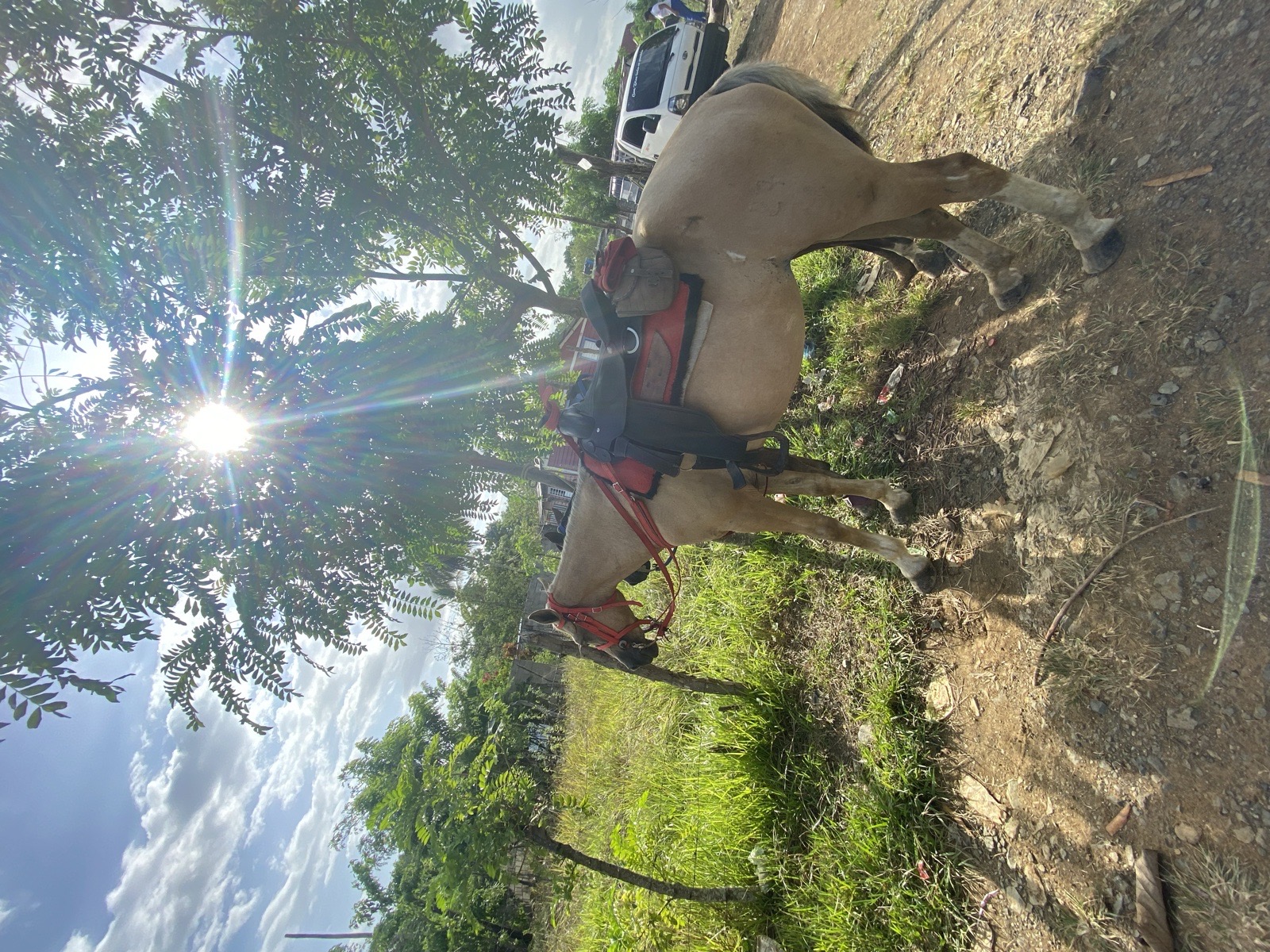 Perla