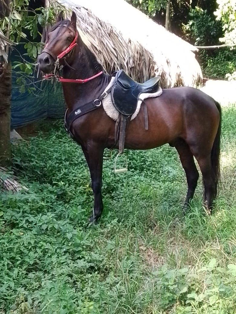 El gran Varon