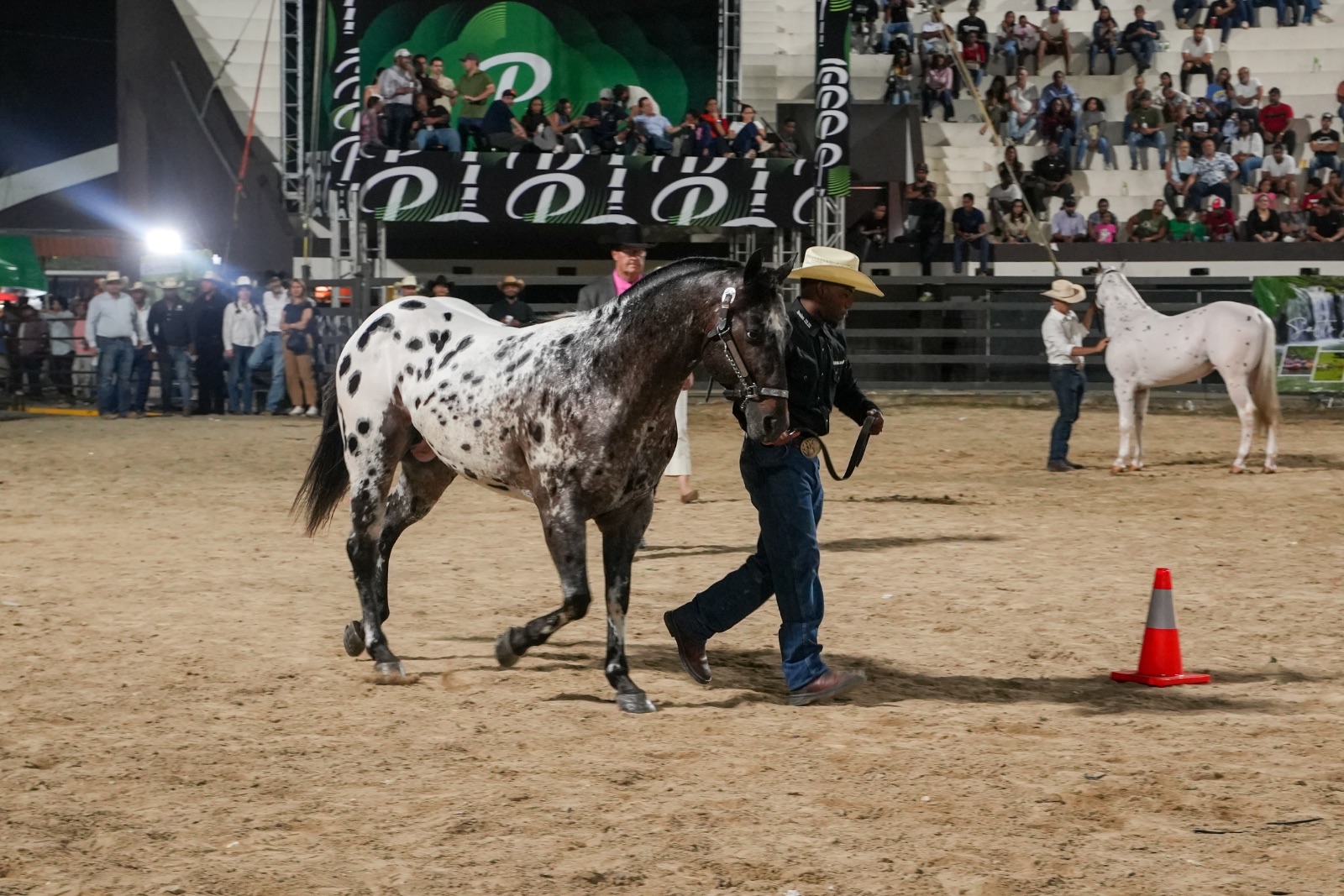 SPARKLING HYPNOTIST (NEVADO)