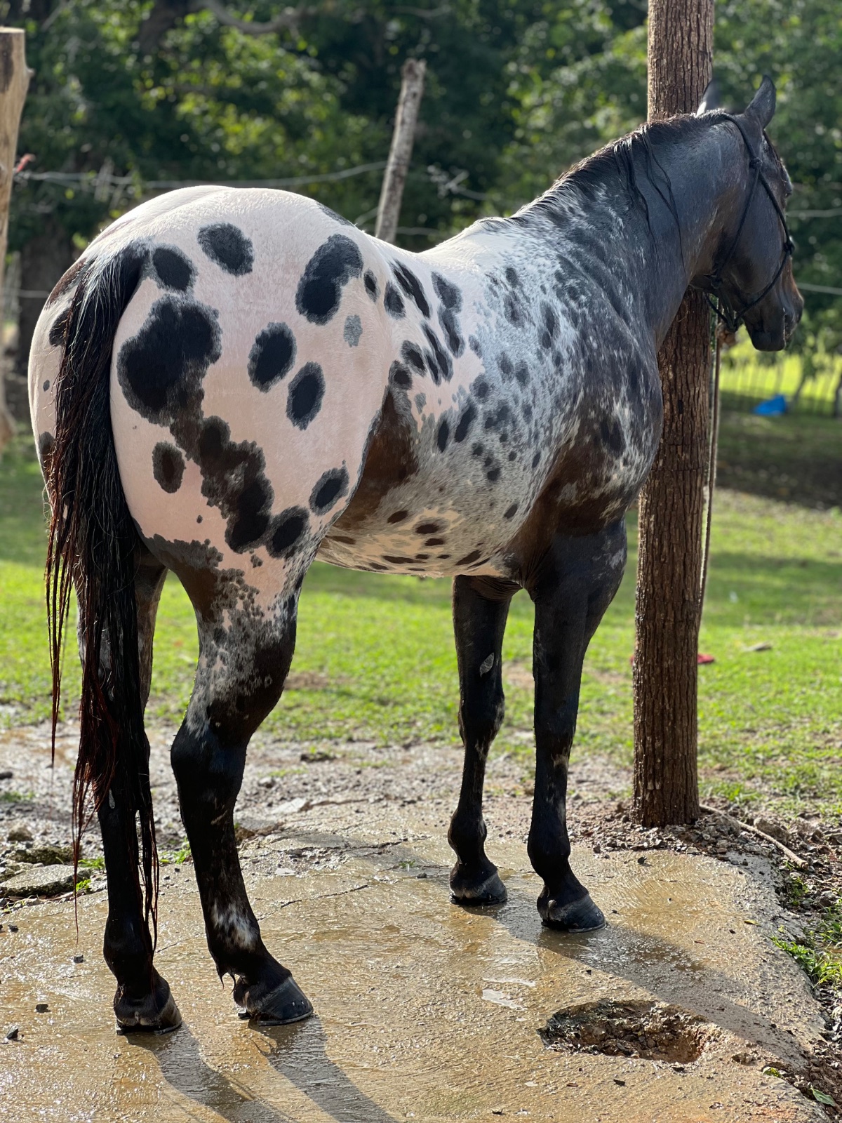 SPARKLING HYPNOTIST (NEVADO)
