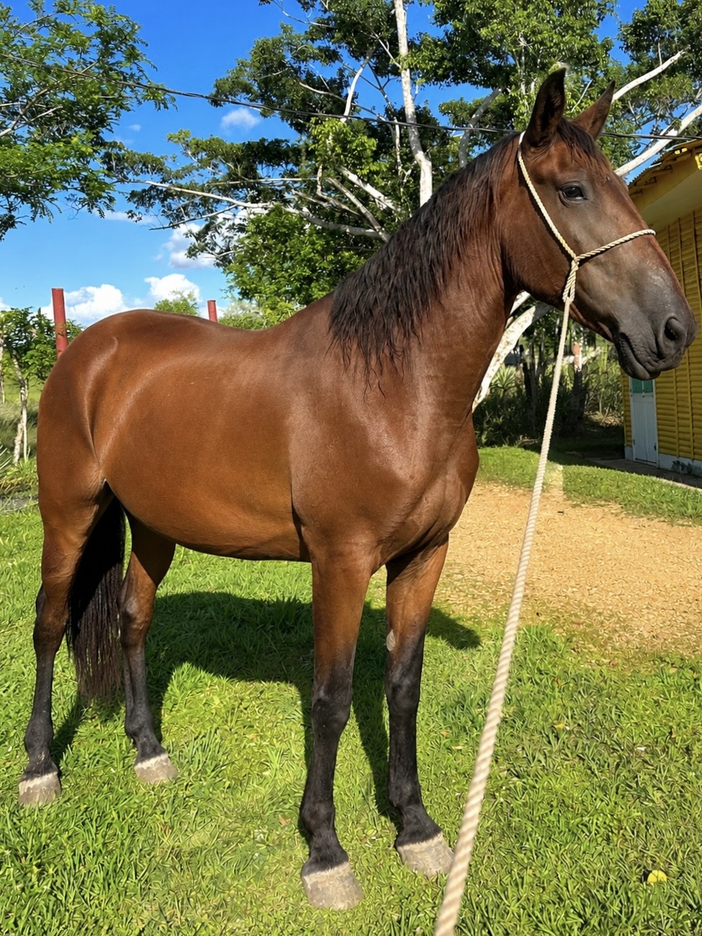 Canela
