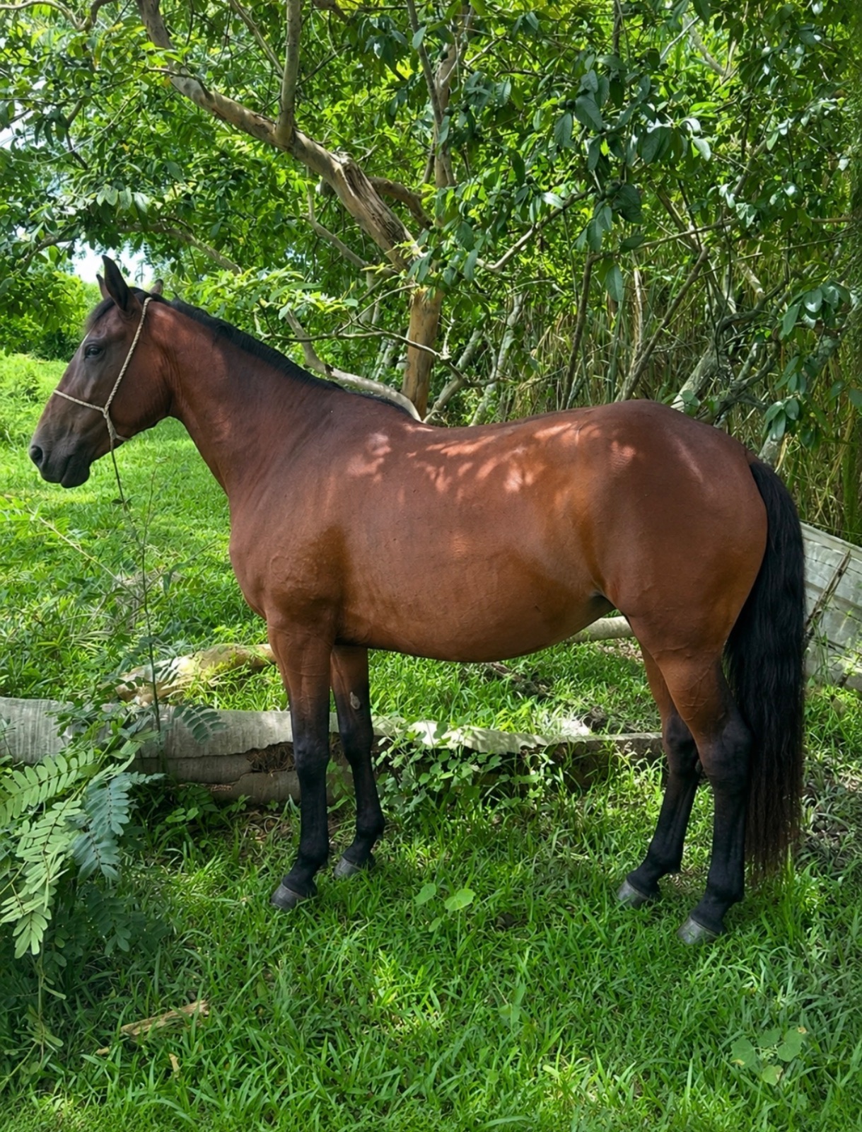 Canela