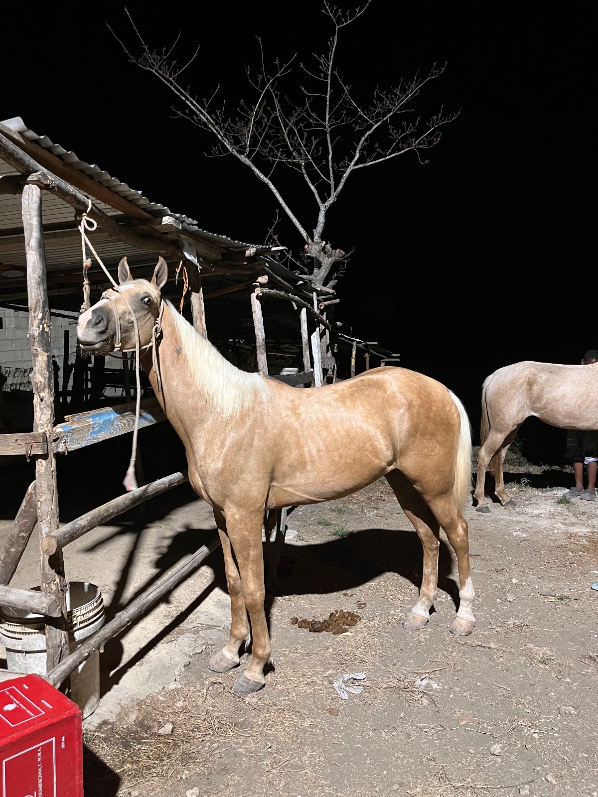 Mencho 