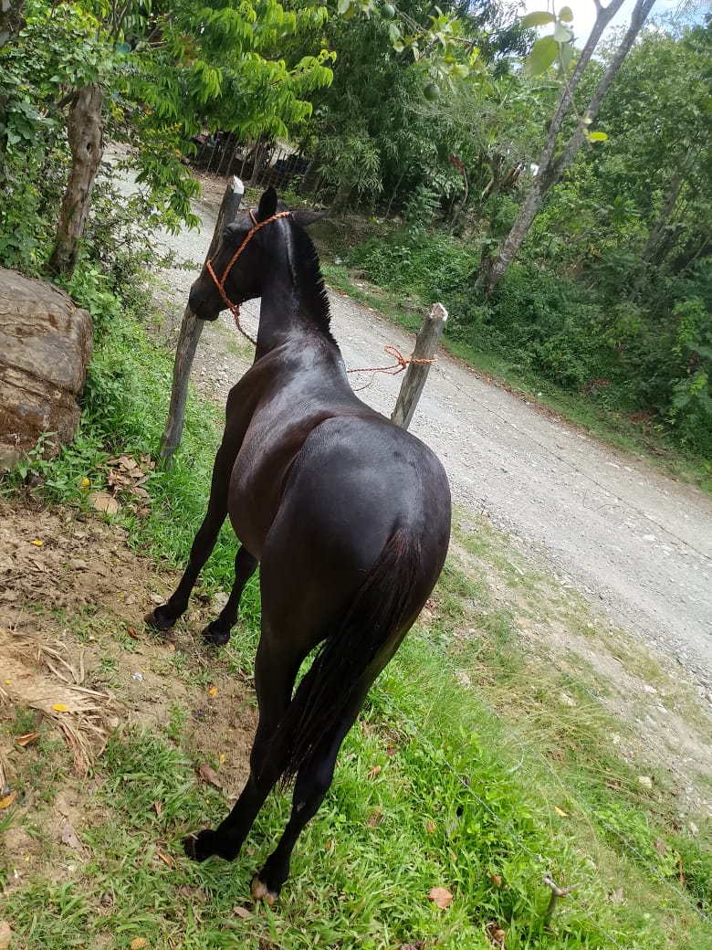 Prieto 