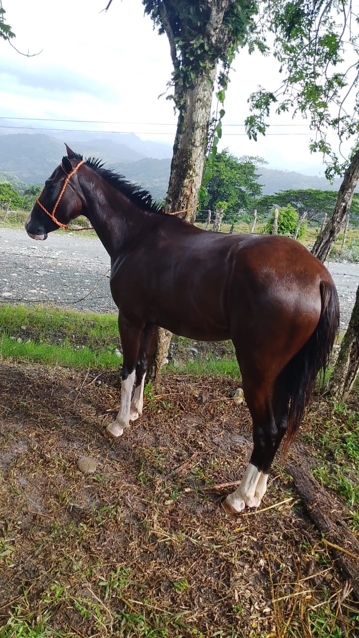 Cuatrera 