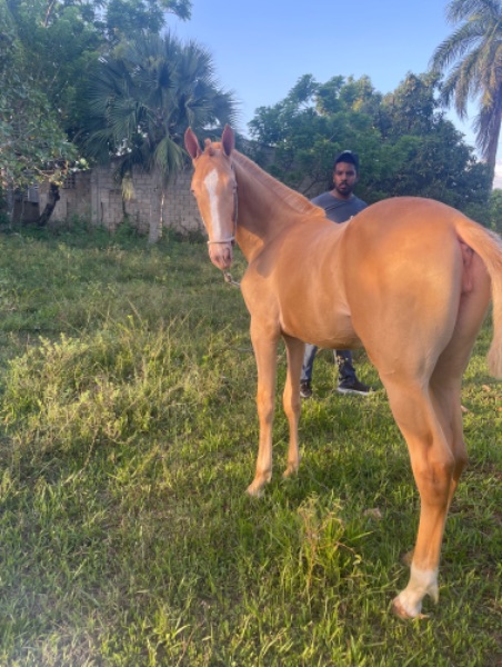 Kelvin Javier Cabral