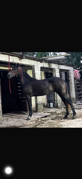 Enmanuel Avila